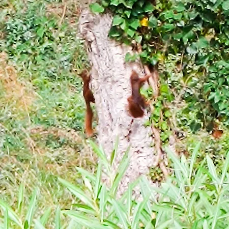 Apartment Le Pin Des Ecureuils