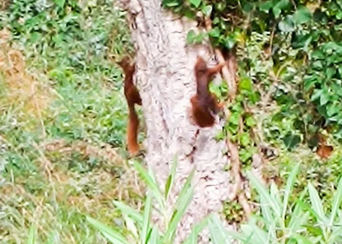 Apartment Le Pin Des Ecureuils